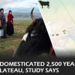 Yak domestication, Tibetan Plateau, Ancient DNA, Archaeological findings, High-altitude adaptations, Cultural heritage, Animal domestication, Genetic research, Historical agriculture, Asian wildlife conservation