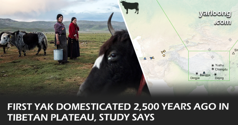 Yak domestication, Tibetan Plateau, Ancient DNA, Archaeological findings, High-altitude adaptations, Cultural heritage, Animal domestication, Genetic research, Historical agriculture, Asian wildlife conservation