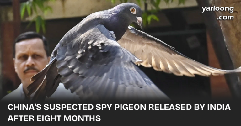 In a twist fit for a spy novel, a pigeon detained in India on espionage suspicions has been released! Initially thought to be from China, this Taiwanese racing bird's tale spans continents and captivates imaginations