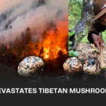 A devastating wildfire in Sichuan's Nyagchu County has obliterated vast forests and the matsutake mushrooms they nurture. These mushrooms are not just a delicacy but a crucial source of income for the Tibetan community.